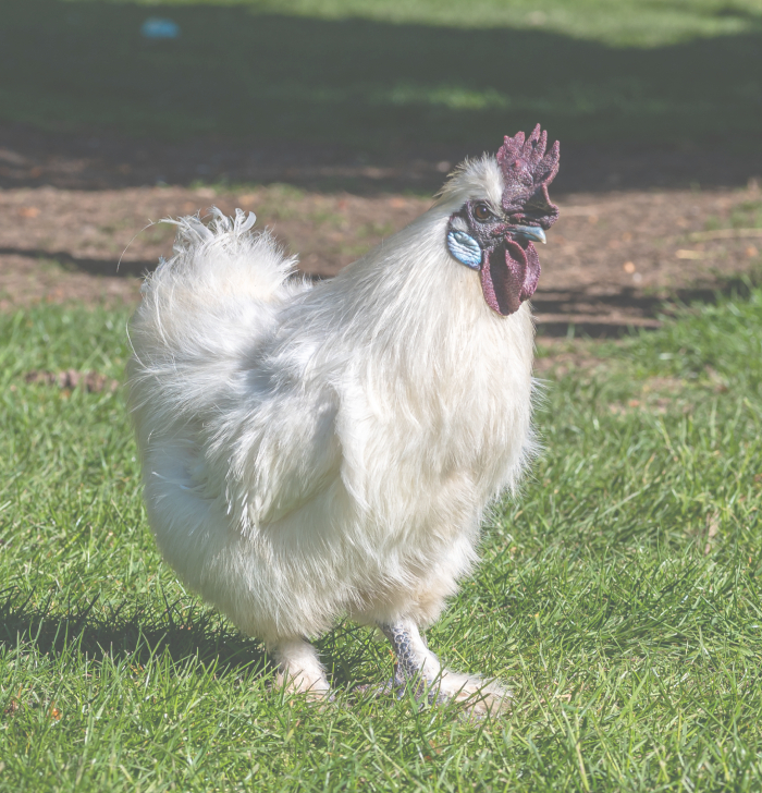 dark-wattle-and-comb